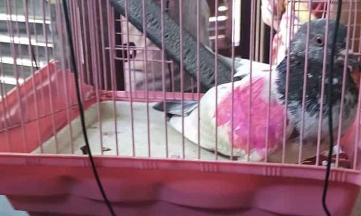 Pigeon With Tag, Pink Patch That Triggered “Pakistan Spy” Alarm, Released