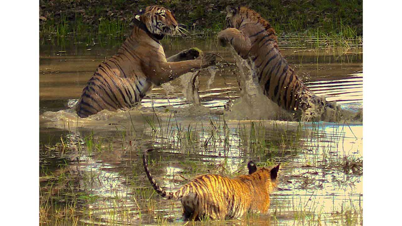 On World Wildlife Day, Depshikha Deshmukh shares stunning wildlife images from ‘Tadoba’!