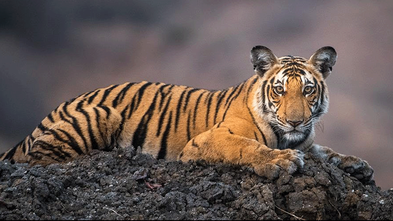 Wild Karnataka