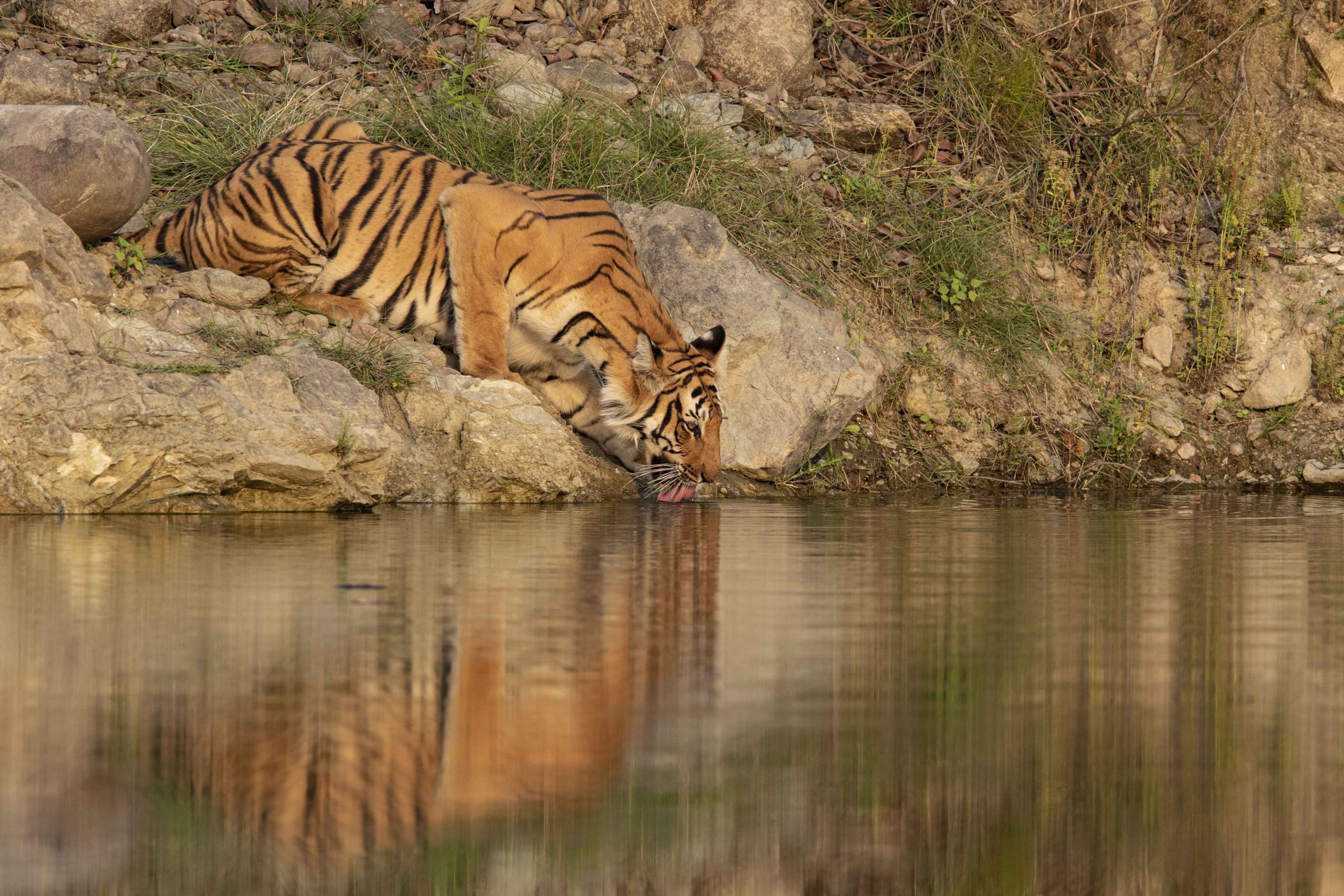 Experience ‘#TigerSafari’ in #JehangirArtGallery!