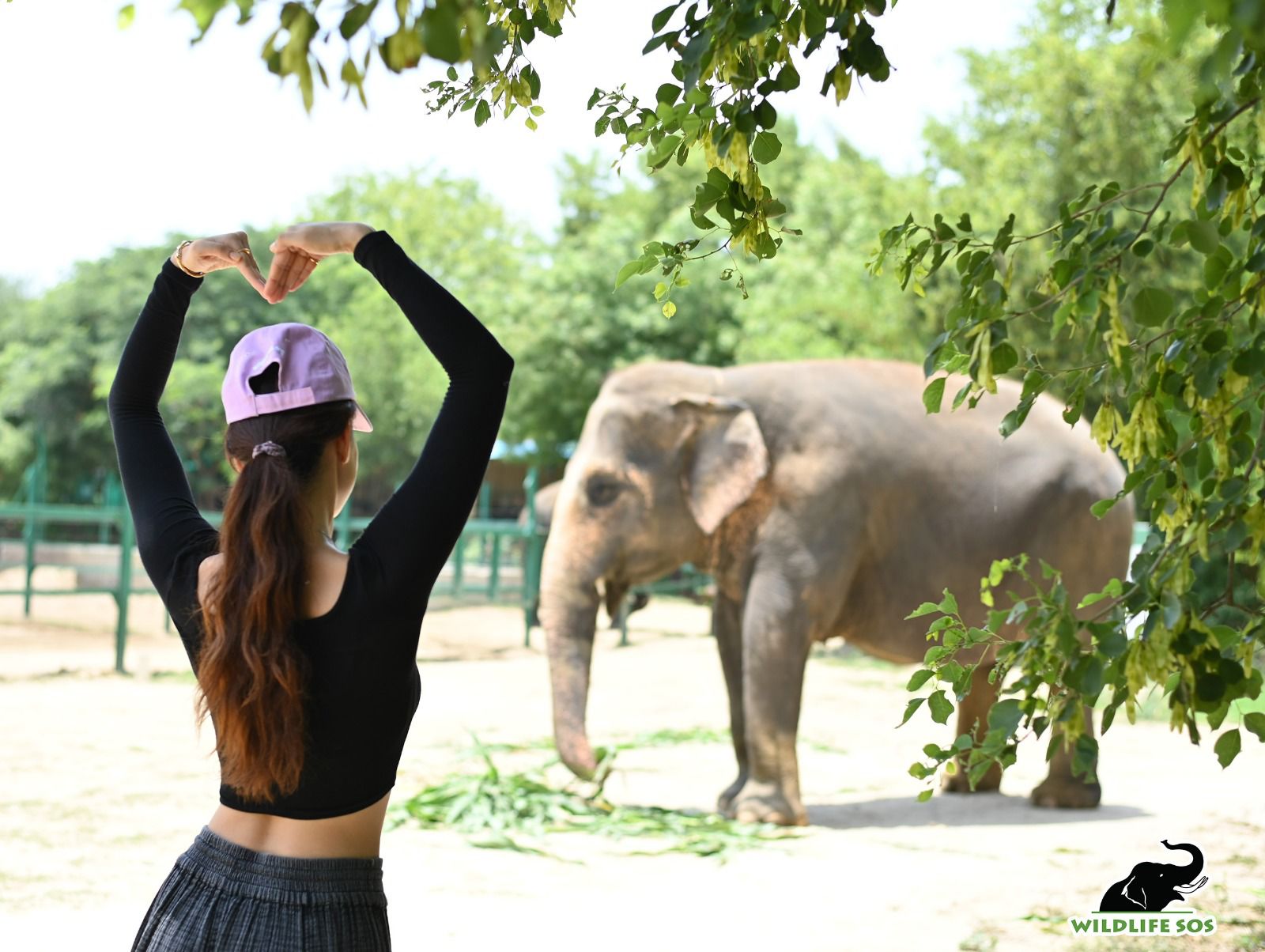 Disha Patan ties up with the NGO Wildlife SOS Elephant Conservation and Care Centre!