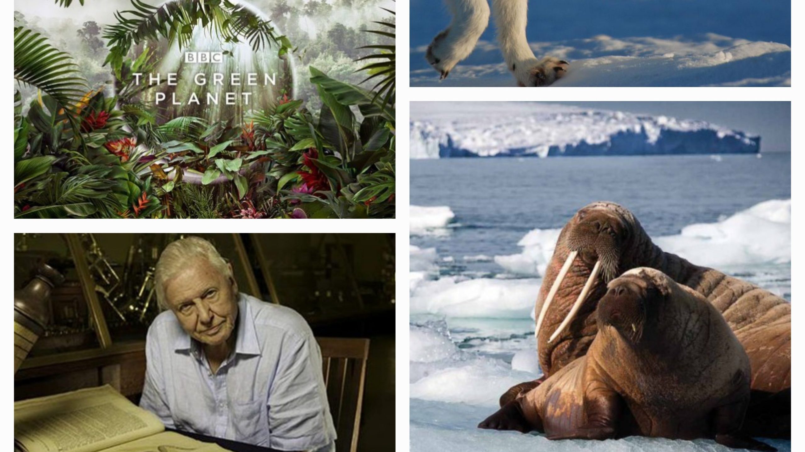 Sony BBC Earth celebrates Sir David Attenborough’s birthday with showcasing his documentaries and series!