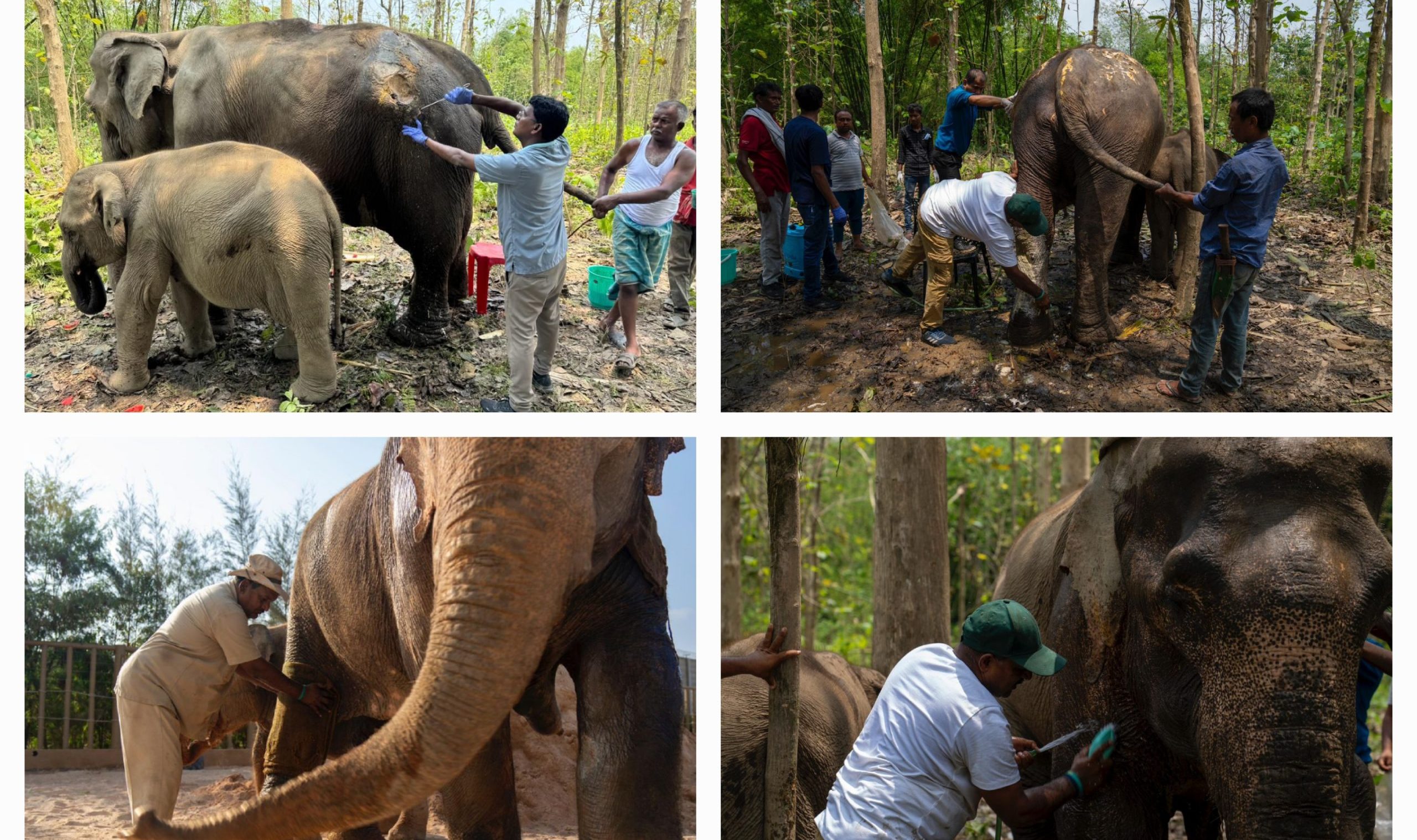 Vantara’s compassionate care transforms lives of Assam’s elephants!