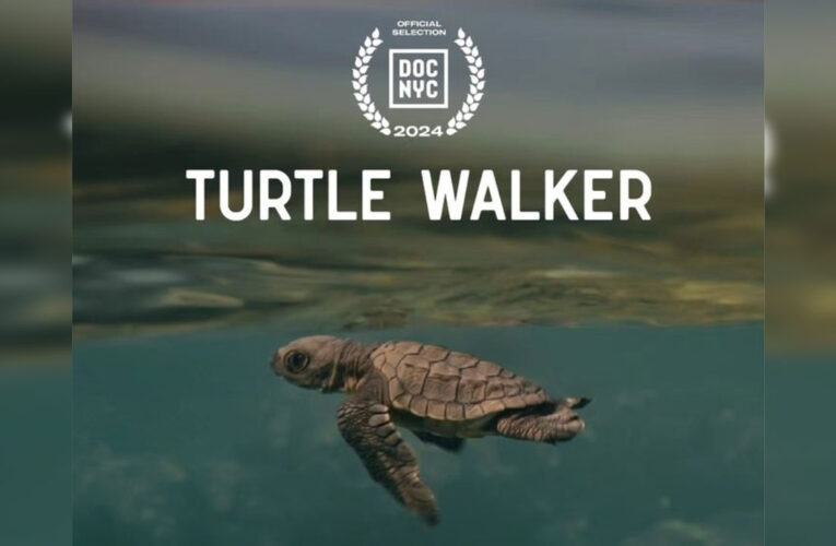 Turtle Walker