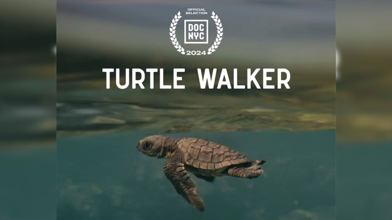 Turtle Walker